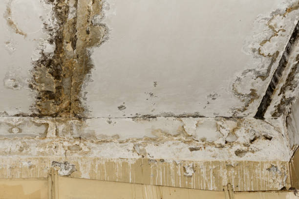 Why You Should Choose Our Mold Remediation Services in Emmaus, PA