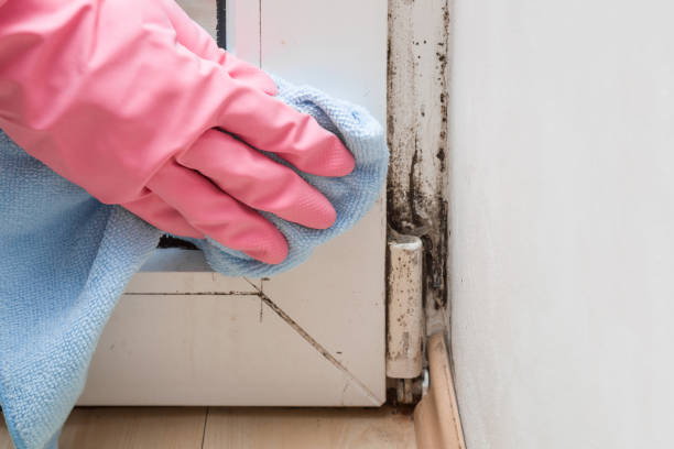 Best Mold Damage Restoration  in Emmaus, PA